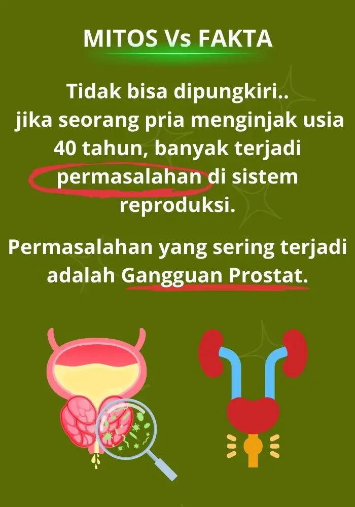 agen prostanore